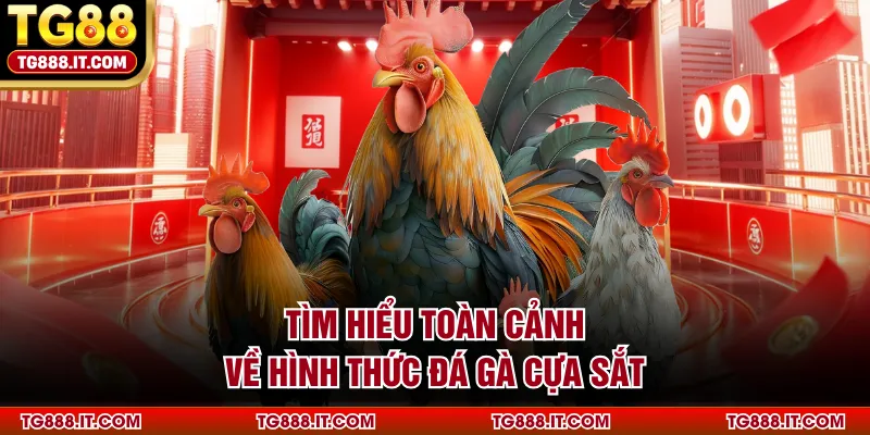 Tìm hiểu toàn cảnh về hình thức đá gà cựa sắt