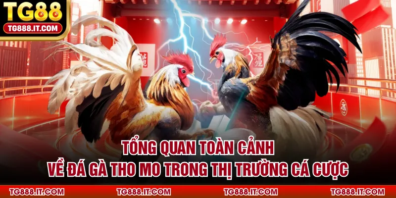 Tổng quan toàn cảnh về đá gà Tho Mo trong thị trường cá cược